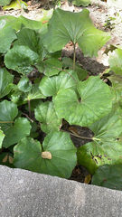 Farfugium japonicum