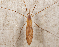 Tipula ultima