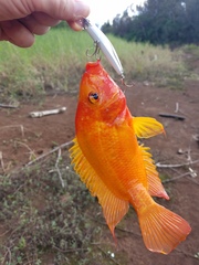 Amphilophus labiatus