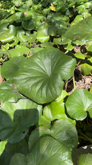 Farfugium japonicum