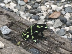 Dendrobates