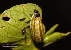 Calotheca