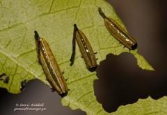 Calotheca