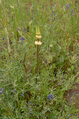 Lupinus microcarpus