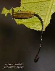 Calotheca