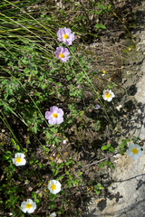 Cistus creticus eriocephalus
