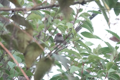 Sinosuthora alphonsiana