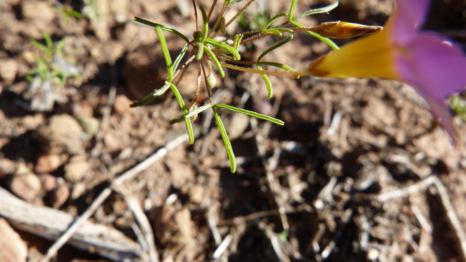 Oxalis burkei Sond.