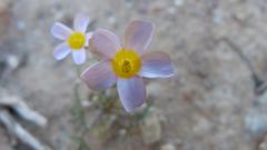 Oxalis burkei
