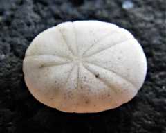 Echinoneus cyclostomus