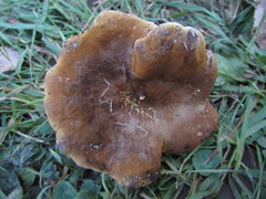 Boletopsis subsquamosa