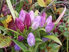 Gentiana catesbaei