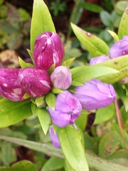 Gentiana catesbaei