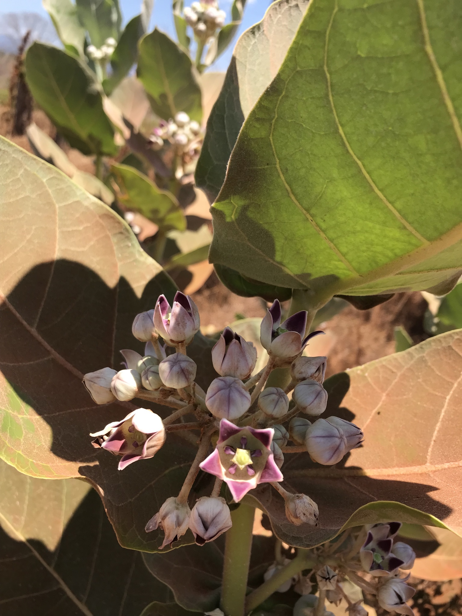 Calotropis procera