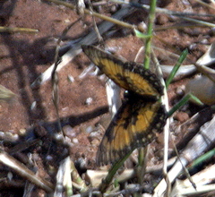 Byblia anvatara acheloia