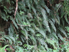 Hymenasplenium adiantifrons