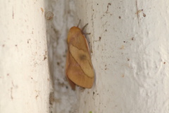 Syssphinx blanchardi