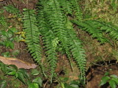 Hymenasplenium adiantifrons