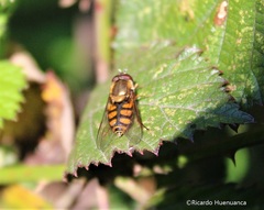 Syrphus octomaculatus