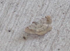 Frederickia flaviterminata