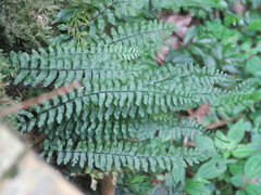 Hymenasplenium adiantifrons