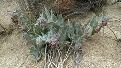 Asclepias californica