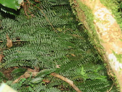 Hymenasplenium adiantifrons