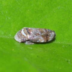 Neovulturnus