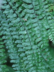 Hymenasplenium adiantifrons