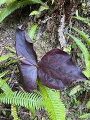 Trillium ovatum