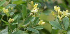 Baptisia nuttalliana