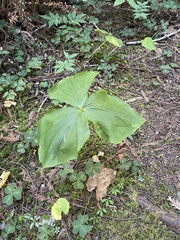 Trillium ovatum