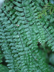 Hymenasplenium adiantifrons