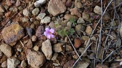 Oxalis attaquana
