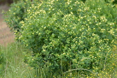 Baptisia nuttalliana