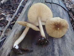 Pluteus umbrosus