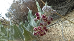 Asclepias californica