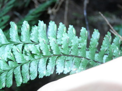 Hymenasplenium adiantifrons