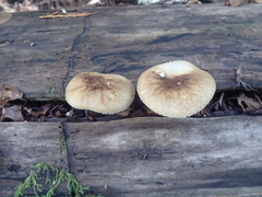 Pluteus umbrosus