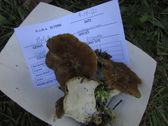 Boletopsis subsquamosa