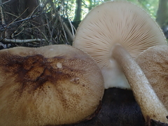 Pluteus umbrosus
