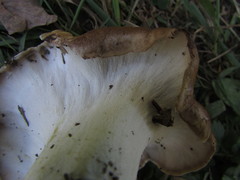 Boletopsis subsquamosa