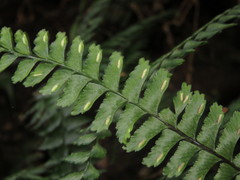 Hymenasplenium adiantifrons