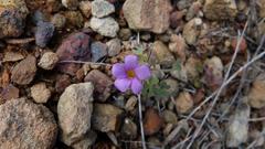 Oxalis attaquana