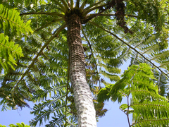 Sphaeropteris excelsa