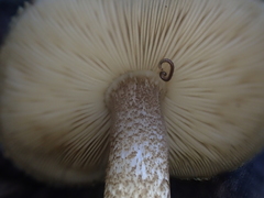 Pluteus umbrosus