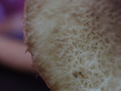 Pluteus umbrosus