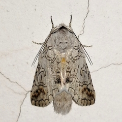 Sericochroa