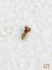 Salticidae