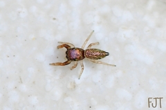 Salticidae